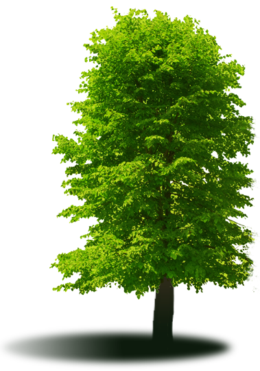 garden-tree-png-2
